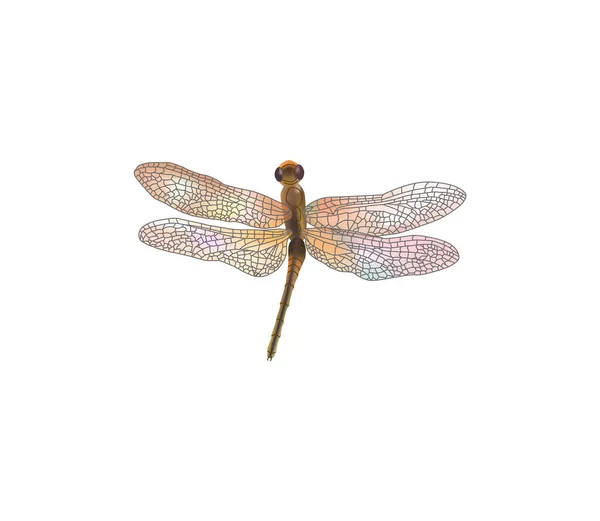 Dragonfly Aeschna Viridls Πολύχρωμα Φτερά Όμορφη Απομονωμένη Λευκό Διανυσματική Απεικόνιση — Διανυσματικό Αρχείο