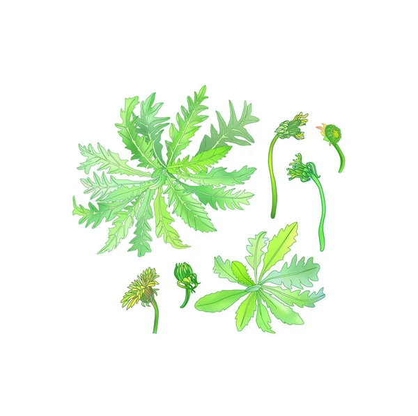 Löwenzahn Vektor Zeichenset Vereinzelte Wildpflanze Gravierte Illustration Kräuterstil — Stockvektor
