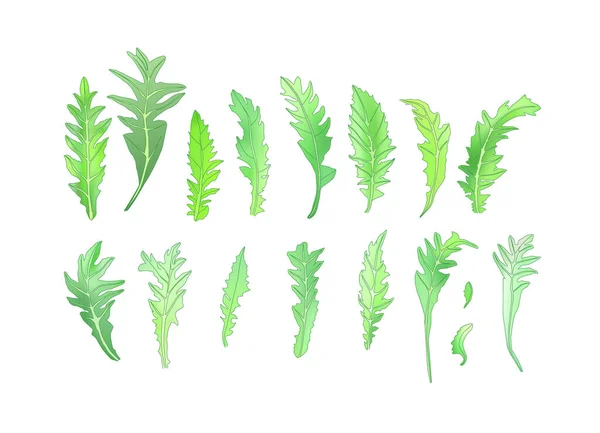 Diente León Dejar Conjunto Dibujo Vector Planta Silvestre Aislada Ilustración — Archivo Imágenes Vectoriales