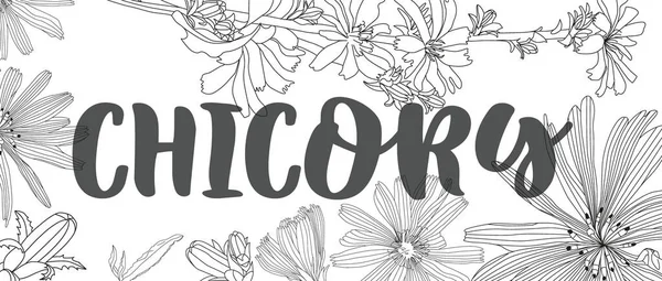Design Banner Com Chicory Herbal Gravada Ilustração Estilo —  Vetores de Stock