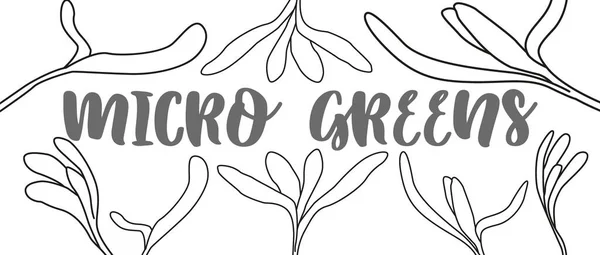 Design Banner Com Micro Verdes Herbal Gravada Ilustração Estilo —  Vetores de Stock