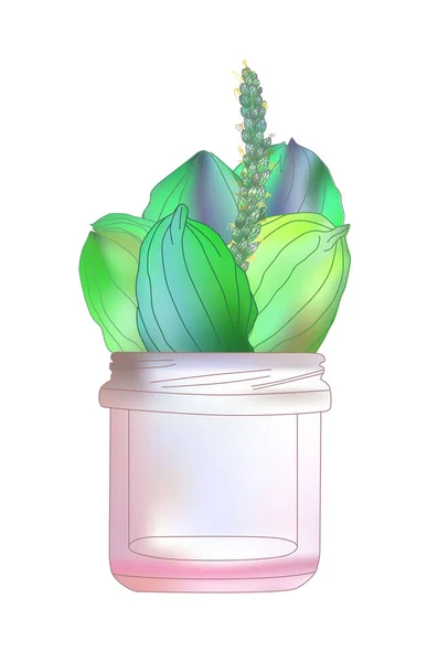 瓶の中の植物の花束 エングレービングスタイルのイラスト — ストックベクタ