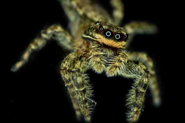 Павук перемичку — стокове фото