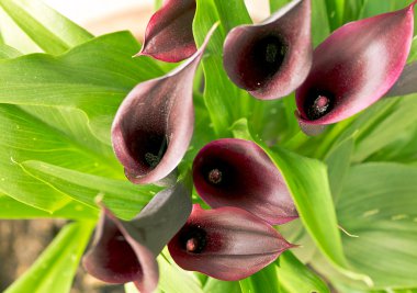 calla