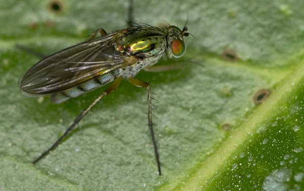 The fly — Stock Photo, Image