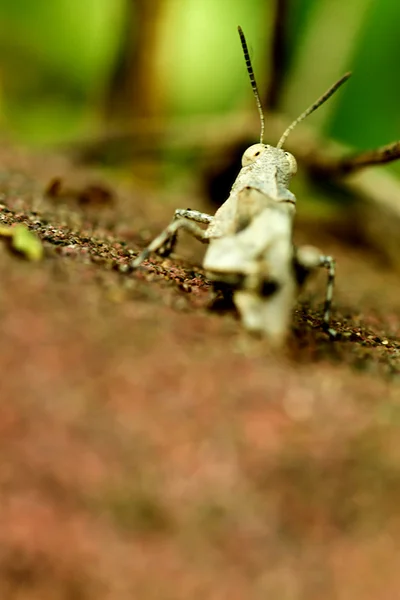 The grasshoper — Stock Photo, Image