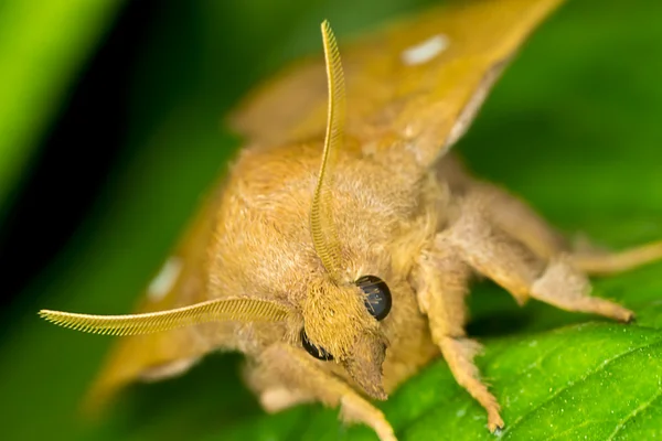 Le papillon Photos De Stock Libres De Droits