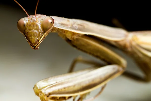 Mantis — Stock Photo, Image