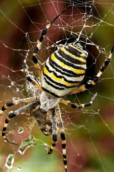 Wasp spider — Stock Photo, Image