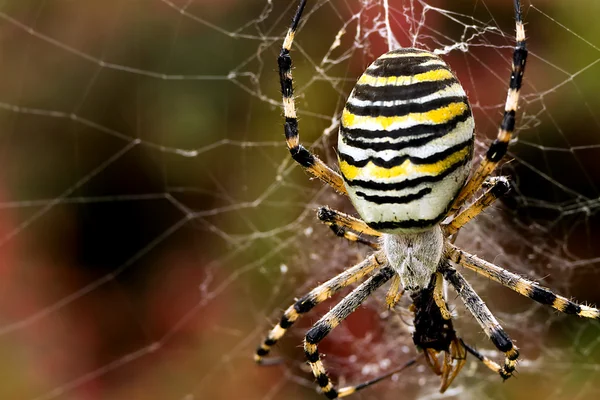 Araignée de guêpe Photo De Stock