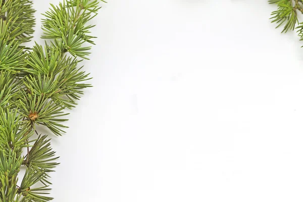 Pine branch — Stock Photo, Image