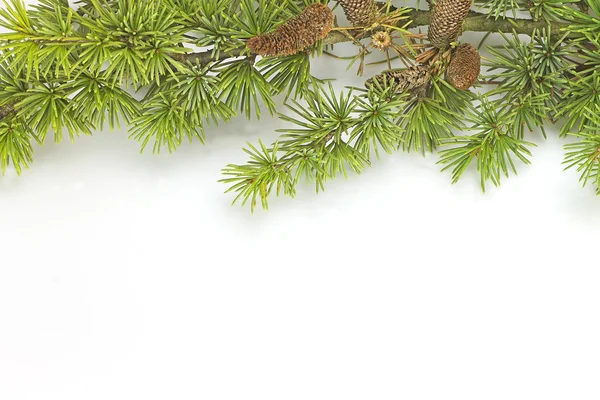 Pine branch — Stock Photo, Image