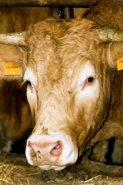 Cow portrait — Stock Photo, Image