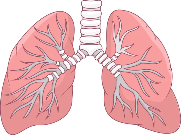 Human lung — Stock Vector