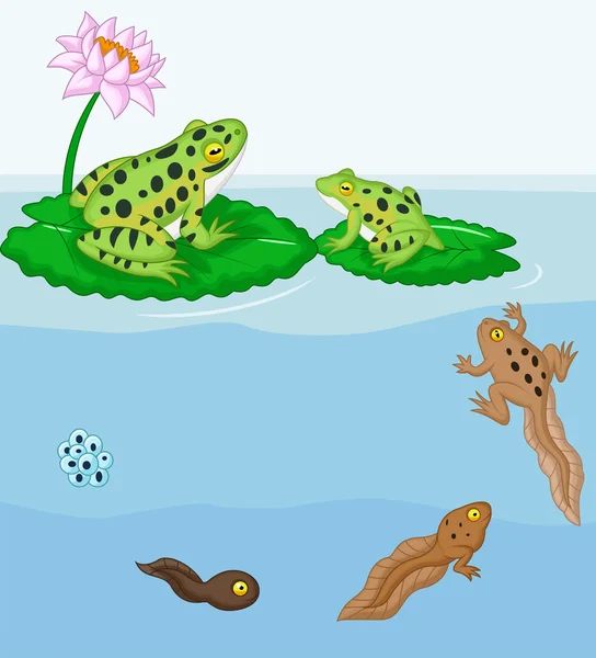 Žába Metamorfóza — Stockový vektor