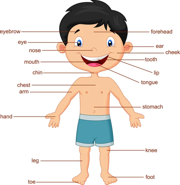Illustration av ordförråd del av kroppen — Stock vektor
