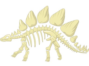 Stegosaurus iskelet