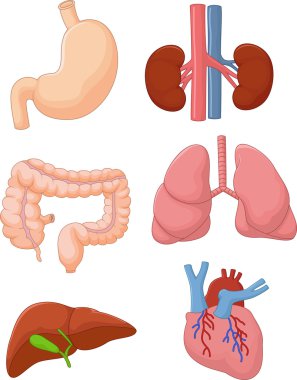 İç organ seti