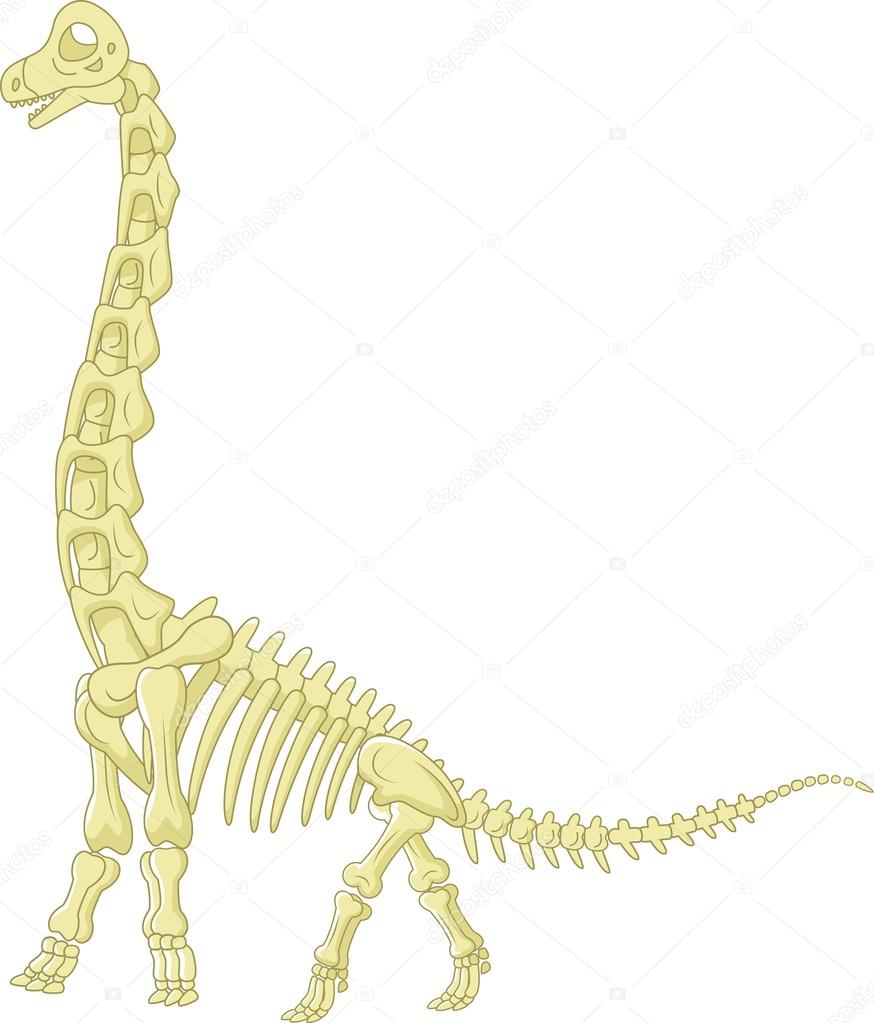 Sauropod skeleton