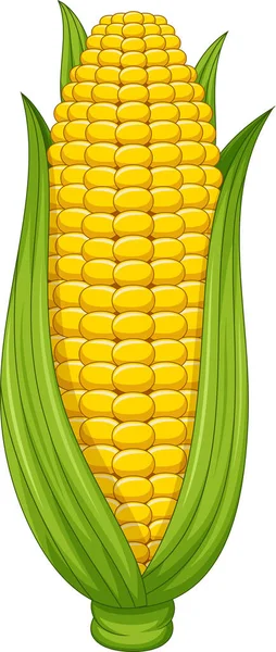 Vector Illustration Sweet Corn Cob White Background — Stock Vector