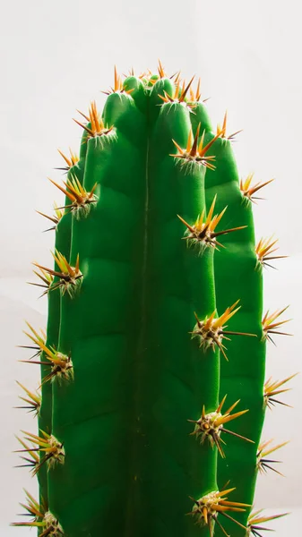 Green Cactus Vertically Centered Thorn Highlighted White Background Mandacaru Cactus — Stok fotoğraf