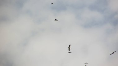 birds flying long distance in the blue sky