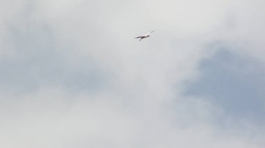 birds flying long distance in the blue sky