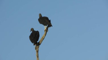Vulture on a tree branch in the blue sky background