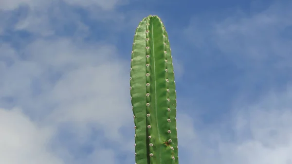 Green Cactus Thorn Highlighted Natural Landscape Background Blue Sky Nude — 스톡 사진