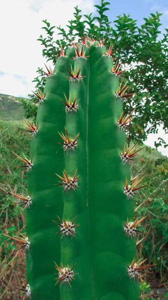 Green Cactus Vertically Centered Thorn Highlighted White Background Mandacaru Cactus — 图库照片