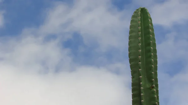 Green Cactus Thorn Highlighted Natural Landscape Background Blue Sky Nude — Stock Photo, Image