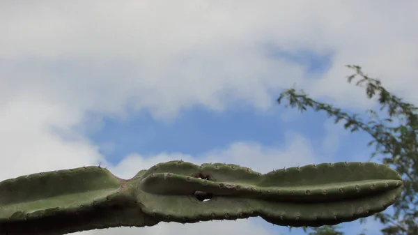 Зелений Кактус Підсвічений Шип Природний Ландшафтний Фон Блакитне Небо Оголеним — стокове фото