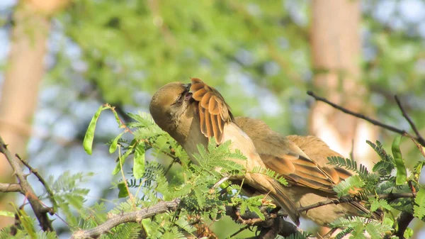 Birds Top Tree Branch Natural Green Background — стоковое фото