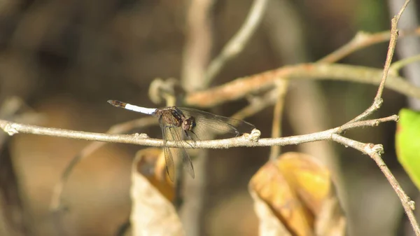 Dragonfly Green Background Predator Insect — Φωτογραφία Αρχείου