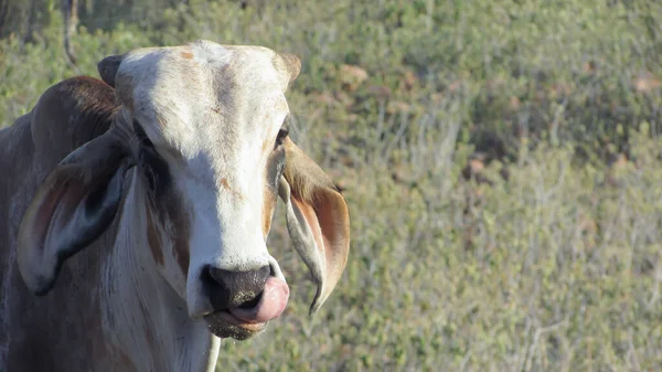 Oxen Pasture Caatinga Environment — 스톡 사진