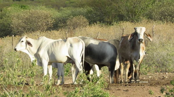 Oxen Pasture Caatinga Environment — Stockfoto