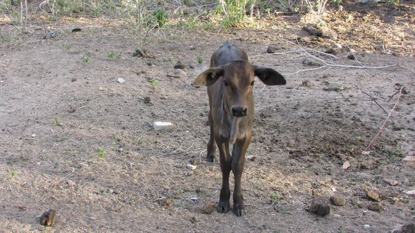 Oxen Pasture Caatinga Environment — 스톡 사진