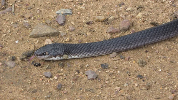 Snake with ticks, parasites on your body