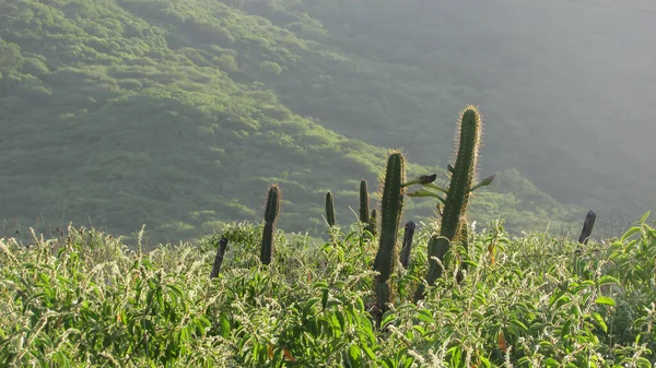 Mandacaru Cactus Green Natural Background Fruits — Photo