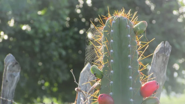 Mandacaru Cactus Green Natural Background Fruits — стокове фото