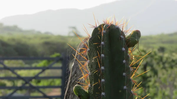 Mandacaru Cactus Green Natural Background Fruits — Stock fotografie