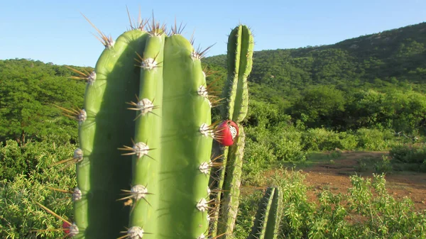 Mandacaru Cactus Green Natural Background Fruits — стокове фото