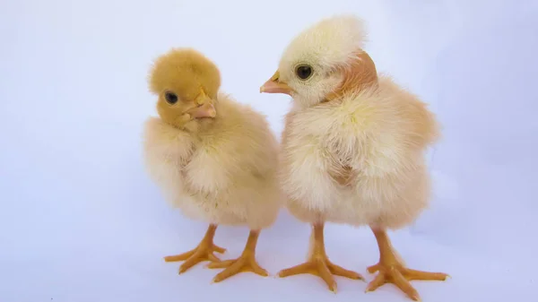Small Farm Chicks White Background — Zdjęcie stockowe
