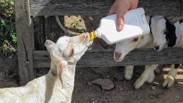 Lamb Being Fed Artificial Milk Bottle Bottom Pasture Other Animals — 스톡 사진