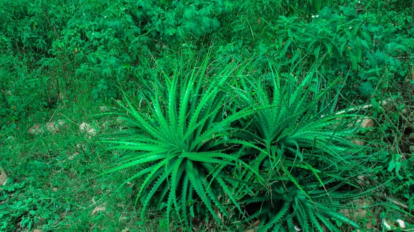Macambira Plant Bromeliad Family Bromelia Laciniosa Seen Its Leaves Green — Foto de Stock
