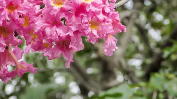 Velvety Flowers Brazil Pink Ipe Blurred Nature Background — 图库照片