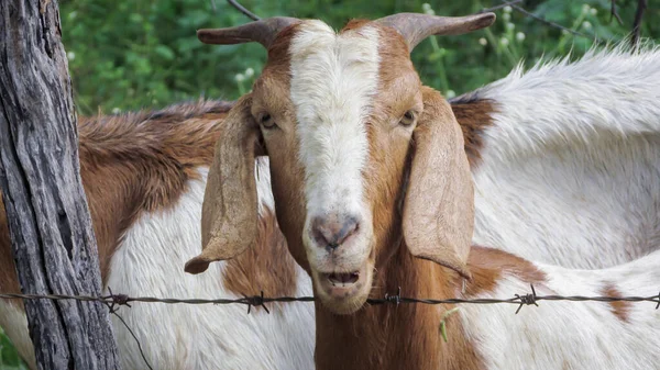 Goats Farm Environment Brazil — Foto de Stock