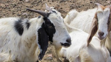 Goats in a farm environment in Brazil