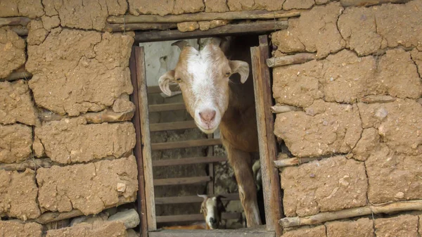 Goat Window Mud House — Fotografia de Stock
