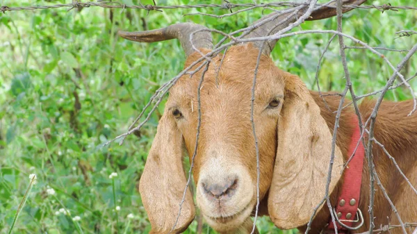 Goats Farm Environment Brazil — Fotografia de Stock